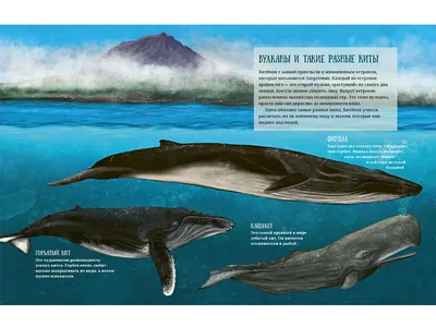 Синий кит: кыргызские подростки играют в смерть – K-News