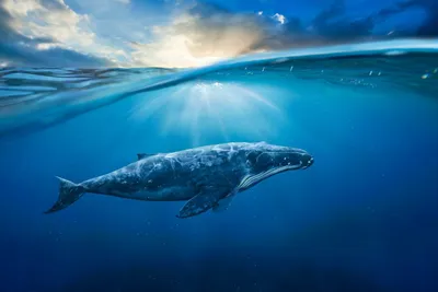 Видео. Синий кит выброшен на берег в Чили | Euronews