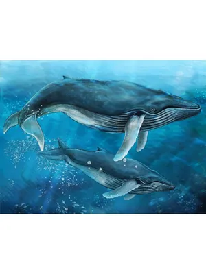 Крупнейшее животное на планете: синий кит самое большое животное