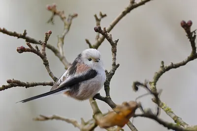 Любители птиц - Длиннохвостая #синица / Long-tailed #Tit (лат. Aegithalos  caudatus) Отряд: Воробьинообразные / Passeriformes Семейство: Длиннохвостые  синицы / Aegithalidae Род: Aegithalos Гнездовой ареал: Евразия Автор: 譲 北川  @ktgwyzr #фото ...