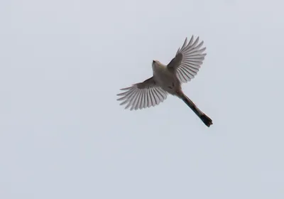 Любители птиц - Ржавощёкая длиннохвостая #синица /... | Facebook