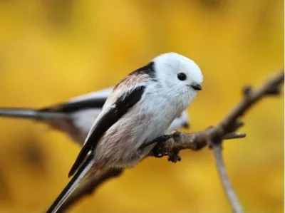 Длиннохвостая синица (Aegithalos caudatus).. Photographer KarOl