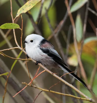 Длиннохвостая синица (Aegithalos caudatus). Птицы Европейской России.