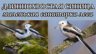 длиннохвостая синица | Фотосайт СуперСнимки.Ру