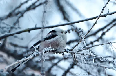 Длиннохвостые синицы восстанавливают свою популяцию после холодных зим |  Птица дома | Дзен