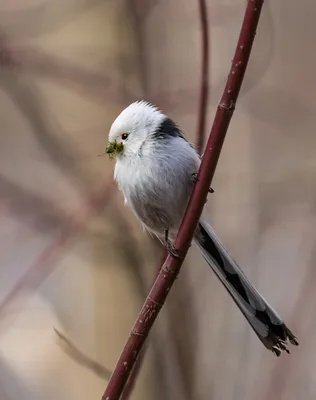 Длиннохвостая синица (Aegithalos caudatus). Птицы Европейской России.