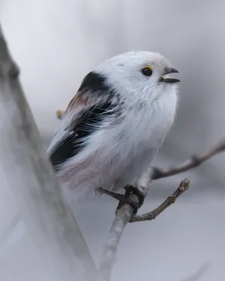 Ополовник или Длиннохвостая синица, Aegithalos caudatus. Photographer Mitin  Dmitriy