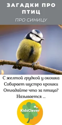 Длиннохвостая синица: Комочки нежности с характером воина. Зачем они  помогают выращивать чужих детей? | Пикабу