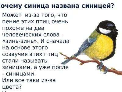 Длиннохвостая синица: Комочки нежности с характером воина. Зачем они