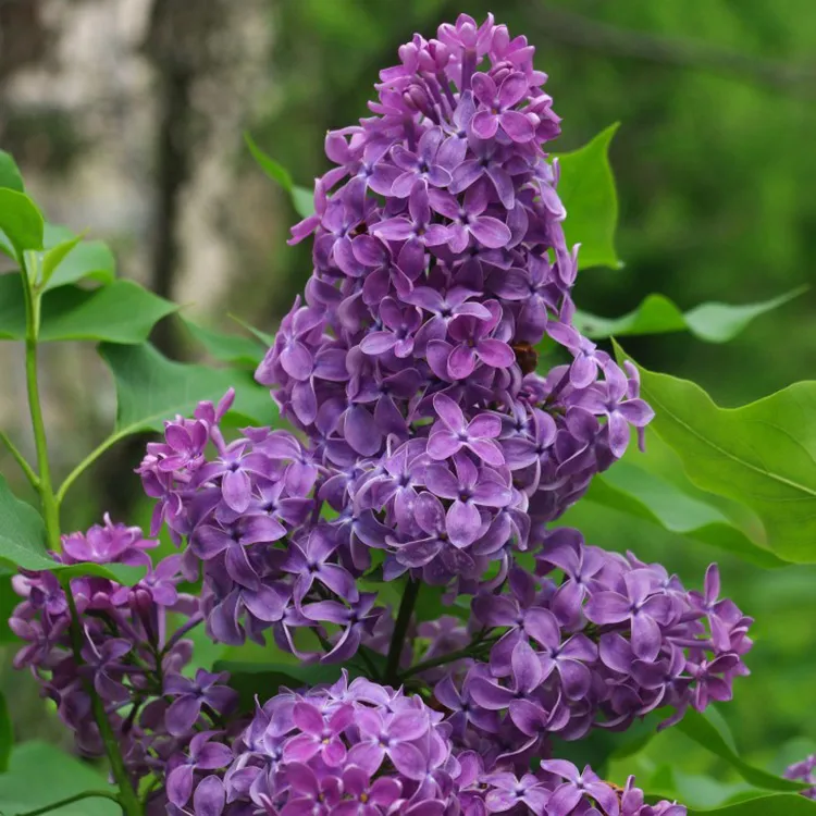 Кипение сирени. Сирень обыкновенная (сорт 'Катюша'). Сирень Syringa vulgaris. Сирень обыкновенная (сорт 'Charles Joly.