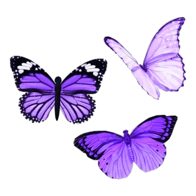 фиолетовые бабочки 3 вида - Eda126.ru