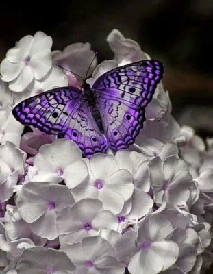 Фотокартина Сиреневые бабочки