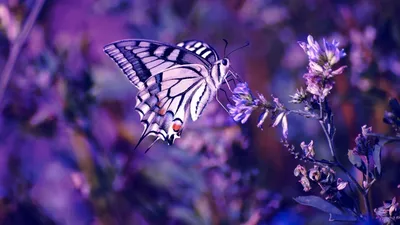 Сиреневые бабочки пнг - фото и картинки abrakadabra.fun