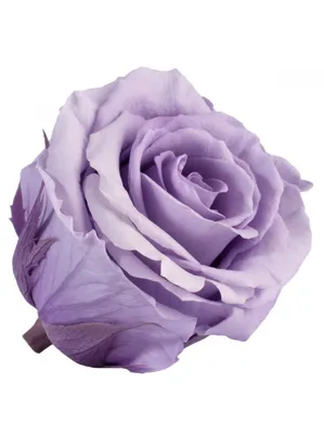 Сиреневые розы поштучно: цена, заказать с доставкой по Пустошке в  интернет-магазине Cyber Flora®