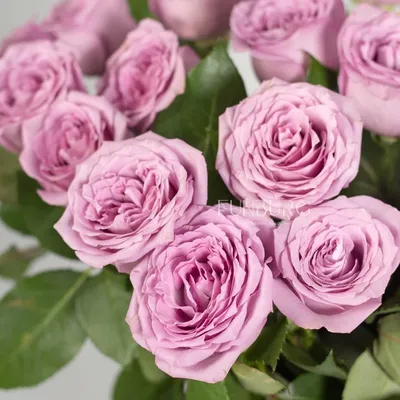 Фотообои Розы \"Фиолетовые розы\" - арт 0120015087 | Купить в  интернет-магазине Фото в дом