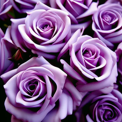 Сиреневые розы купить в Москве - букет из сиреневых роз с доставкой в  VioletFlowers