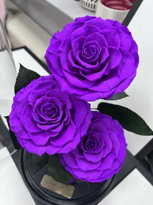 Фиолетовые розы | Купить недорого с доставкой по СПб - Newflora