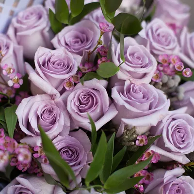 Розовые и фиолетовые розы микс