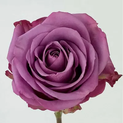 Сиреневые розы «Маритим» в шляпной коробке | Цветочная мастерская Satin