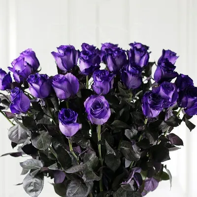 1️⃣ 101 фиолетовая роза – купить в Астана | Голландские, местные
