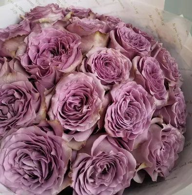 Сиреневые розы с эвкалиптом в коробке | купить недорого | доставка по  Москве и области | Roza4u.ru