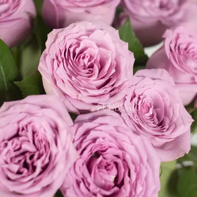 Сиреневые розы - красивые фото