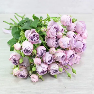 Бледно сиреневые розы . Кондо 2016. | Beautiful flowers, Hybrid tea roses,  Beautiful roses