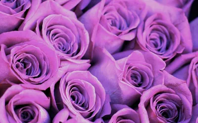 Композиция Фиолетовые розы в шляпной коробке» с розами - купить в Сургуте  за 6 150 руб