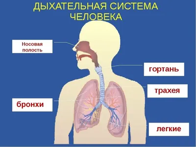 Как устроена наша дыхательная система | Атмунг — кислород и здоровье | Дзен
