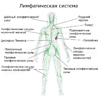 Лимфатическая система: строение и принципы работы. | Мама, ты космос! | Дзен