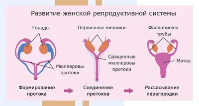 Купить препарат для похудения Система Стройности: цена в аптеке, состав,  инструкция по применению