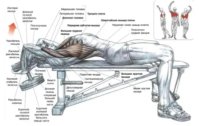 Shvarcenegger A. Vspomnit Vse Moya Neveroy | PDF