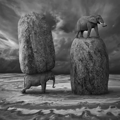 Сюрреалистические фото животных | Liza's Kunstwerk | Дзен