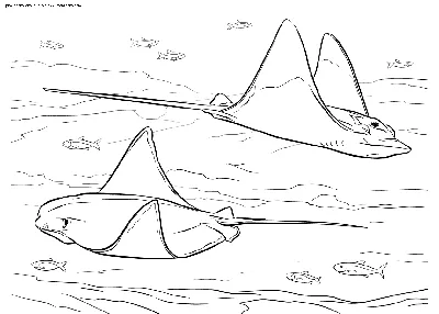 Раскраска Скаты | Раскраски морских рыб. Раскраска рыб, обитающих в морях и  океанах