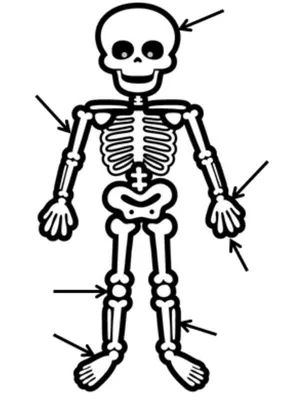 Скелет человека картинка для детей фотографии