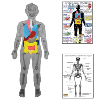 Скелет человека с органами купить – цена от ElizLabs