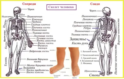 Анатомический набор EDU-TOYS органы и скелет женщины 56см купить по цене  6305 ₽ в интернет-магазине Детский мир