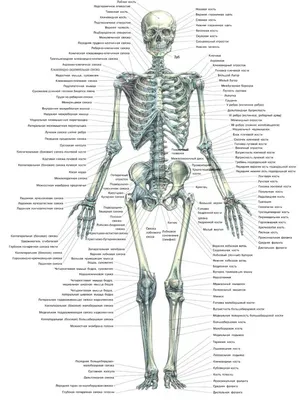 Готовимся к ВПР. Окружающий мир. Скелет и органы человека  💪🦵🦶👂👃🖐👀🦷👄🧠🧡 | МЕДАЛИСТ | Дзен