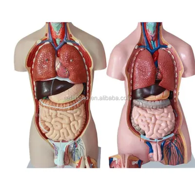 Unisex Human Torso Body Anatomy Anatomical Model Internal Organs Skeleton  Sys GF | eBay