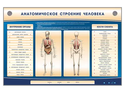 Комплекты таблиц Система органов тела человека - Тело - анатомия человека -  Новая Начальная Школа - современные средства обучения