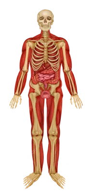 Готовимся к ВПР. Окружающий мир. Скелет и органы человека  💪🦵🦶👂👃🖐👀🦷👄🧠🧡 | МЕДАЛИСТ | Дзен