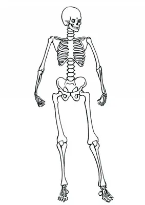 Скелет рисунок для детей - 36 фото