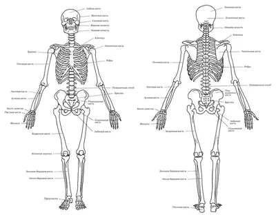 Как Нарисовать Скелет (Карандашом + Поэтапно) • ИзоКурс, Мск
