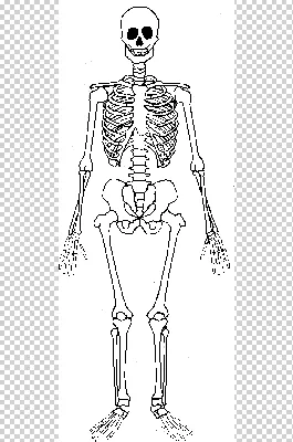 рисунок милый скелет вектор PNG , рисунок скелета, скелет, штриховая  графика PNG картинки и пнг PSD рисунок для бесплатной загрузки