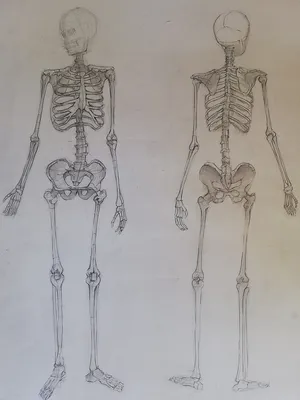 Рисунок скелета человека, Скелет, Скелет человека, рисунок, картинки png |  PNGWing