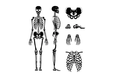 Skeleton coloring pages | Изображения скелетов, Детские раскраски, Раскраски