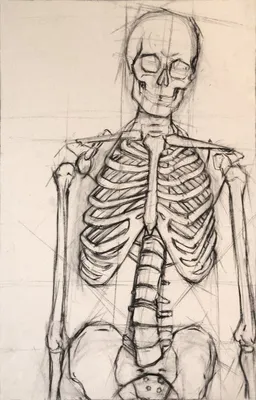 Скелет | Skeleton drawings, Sketches, Anatomy art