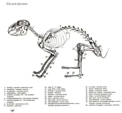 Рука скелета арт - 32 фото