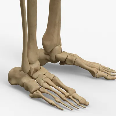 Скелет ноги человека картинки фото