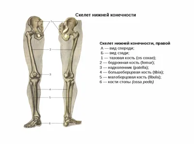 Кости ног человека 3D модель - Скачать Анатомия на 3DModels.org